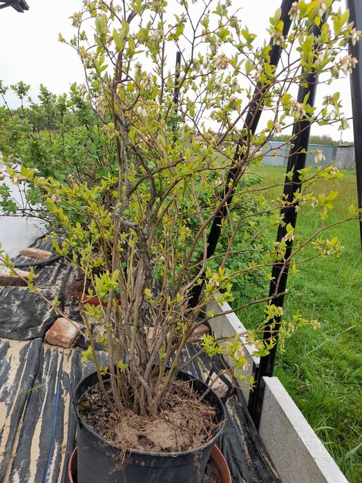 Rozkrzewione i Owocodajne Krzewy Borówki Amerykańskiej