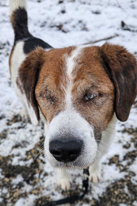 GAŁGANEK, piesek bez oczek szuka domu