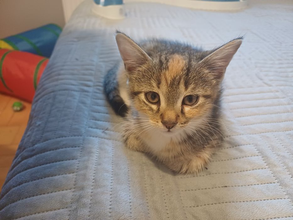 Maluchy do adopcji