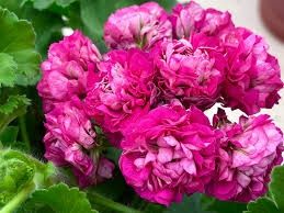 Сортова пеларгонія