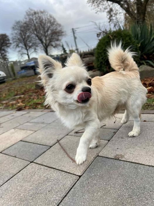 Chlopiec Chihuahua ZKwP Fci