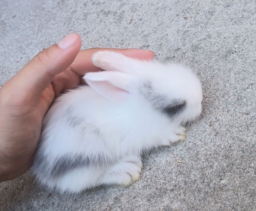 Coelhos anões brancos