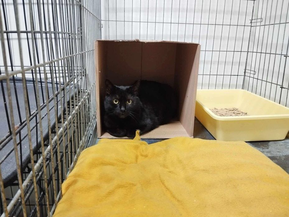 Słodki Figiel czeka na adopcje