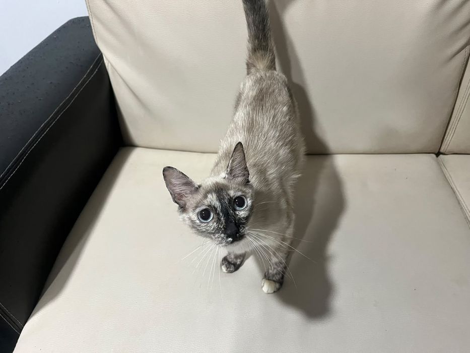 Dou gatos mãe e filho