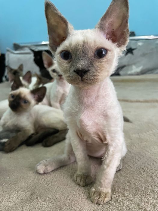 Котики девон рекс