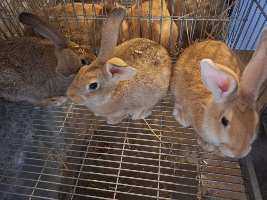 Coelhos para mudar de casa