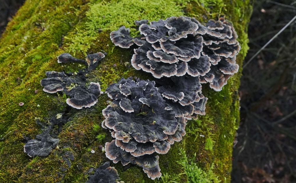 Wrośniak różnobarwny [Coriolous] [Turkey tail] - suszony