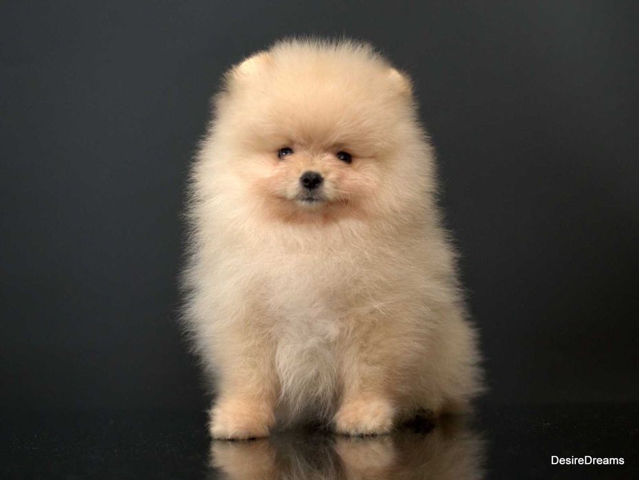 Неймовірна дівчинка шпіца