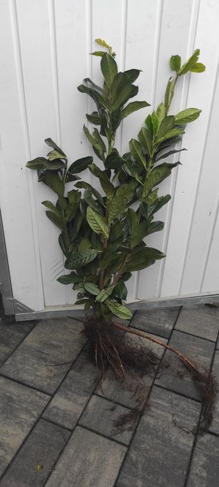 Laurowiśnia do 140cm. WYPRZEDAŻ!!!