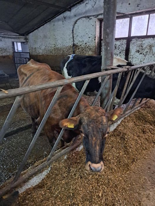 Sprzedam pierwiastki