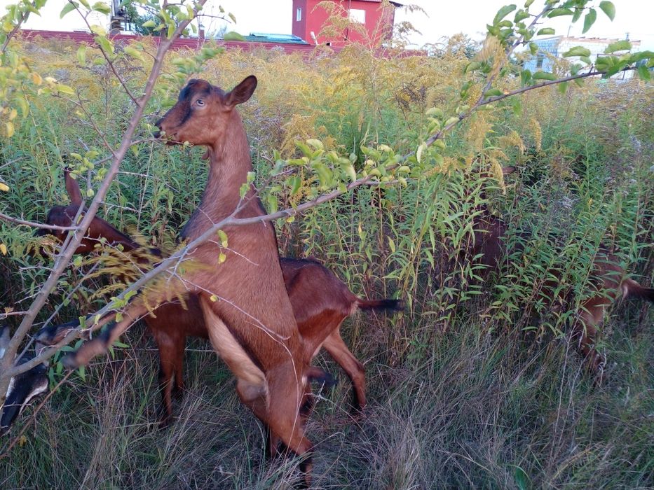 Коза молода погуляна