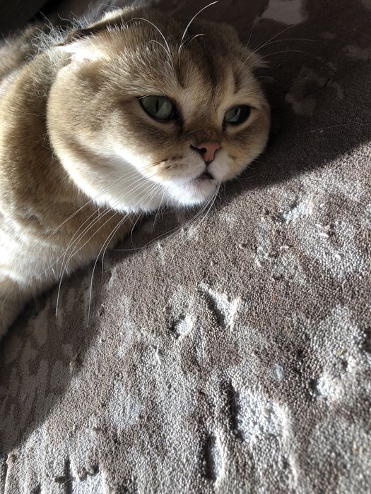 Вʼязка  котів золота шиншила