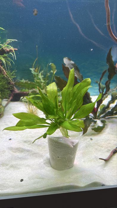 Самцы Гуппи full black чистая линия. Хелены