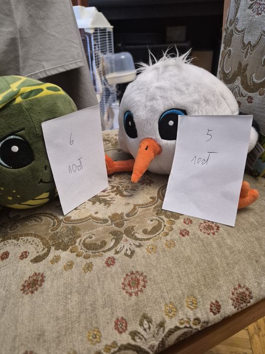 Maskotki z gangów biedronka