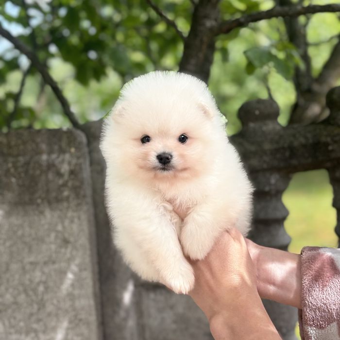 чудова дівчинка шоу классу