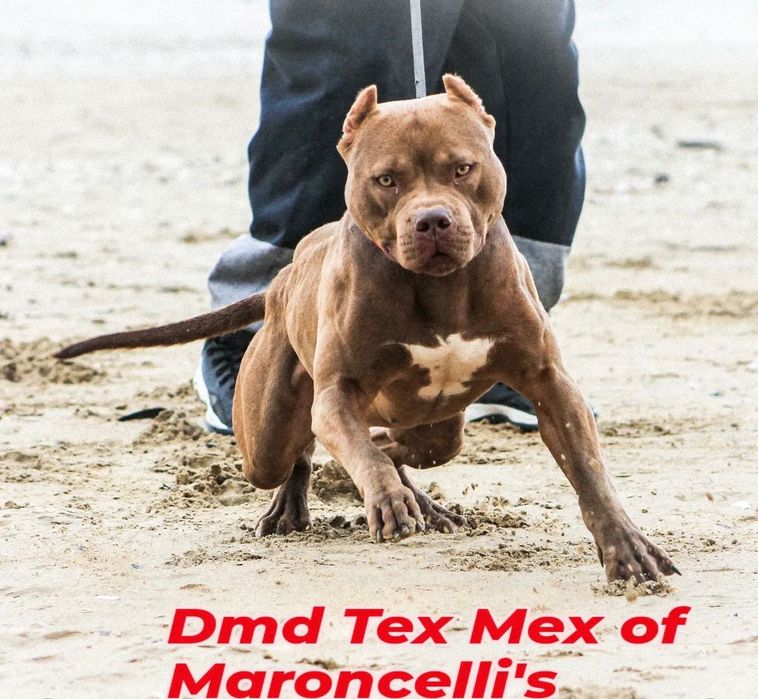 Цуценята американського пітбультер'єра ,АПБТ , Питбуль