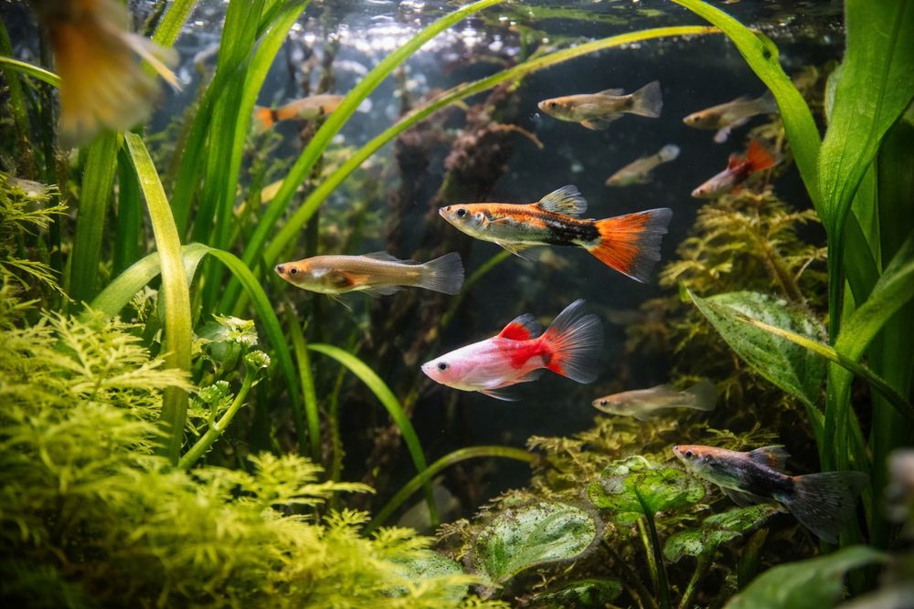 Sprzedam głupiki endlerta