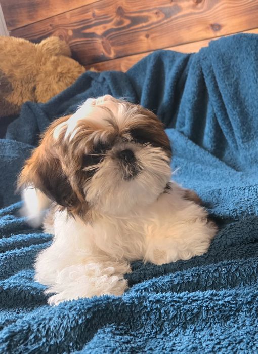 Shih-tzu chłopiec