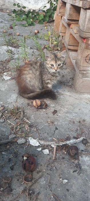 Віддам котиків у добрі руки