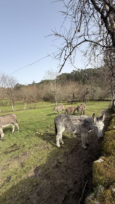 Burros varias idades