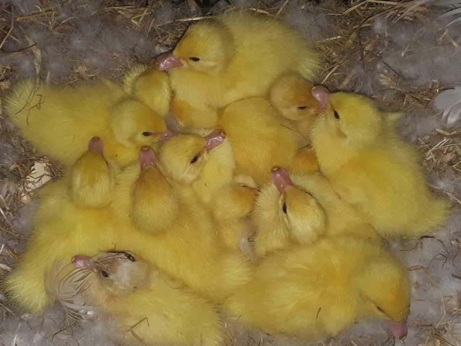 Продам індокаченят