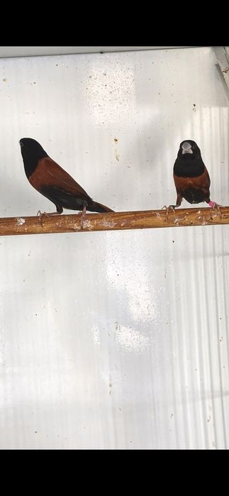 Casais Lonchura atricapilla