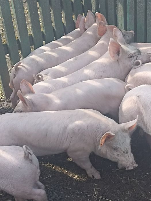 Продам поросят 12-18 кг..