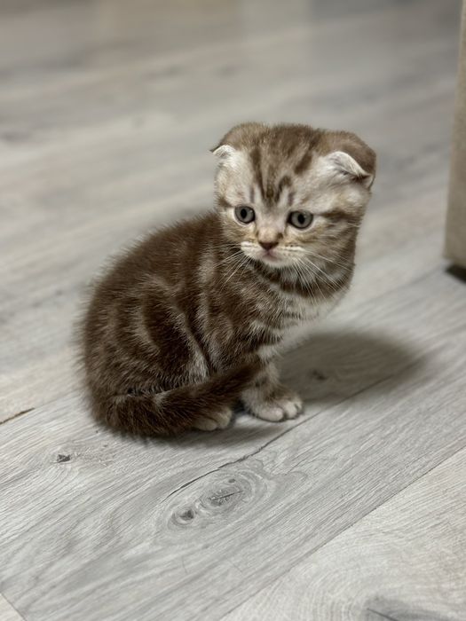 Кошенята мраморні шотландці