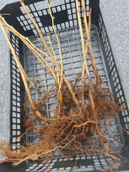 Framboeseiras remontante