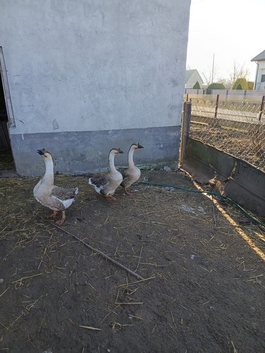 Gęsi kubańskie gąski gąsior