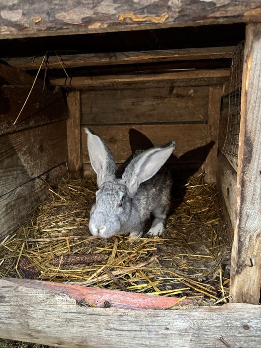 Продам кролів, різних порід