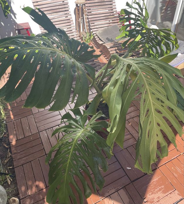 Monstera costela de adão grande