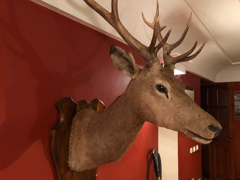 Чучело оленя с шикарными рогами красивая голова статуя для дизайна