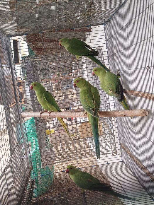 Ring necks verdes