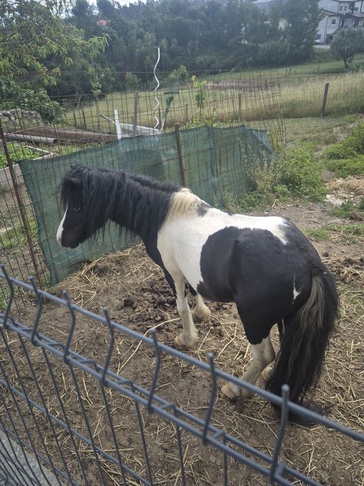 Ponei macho olho azul