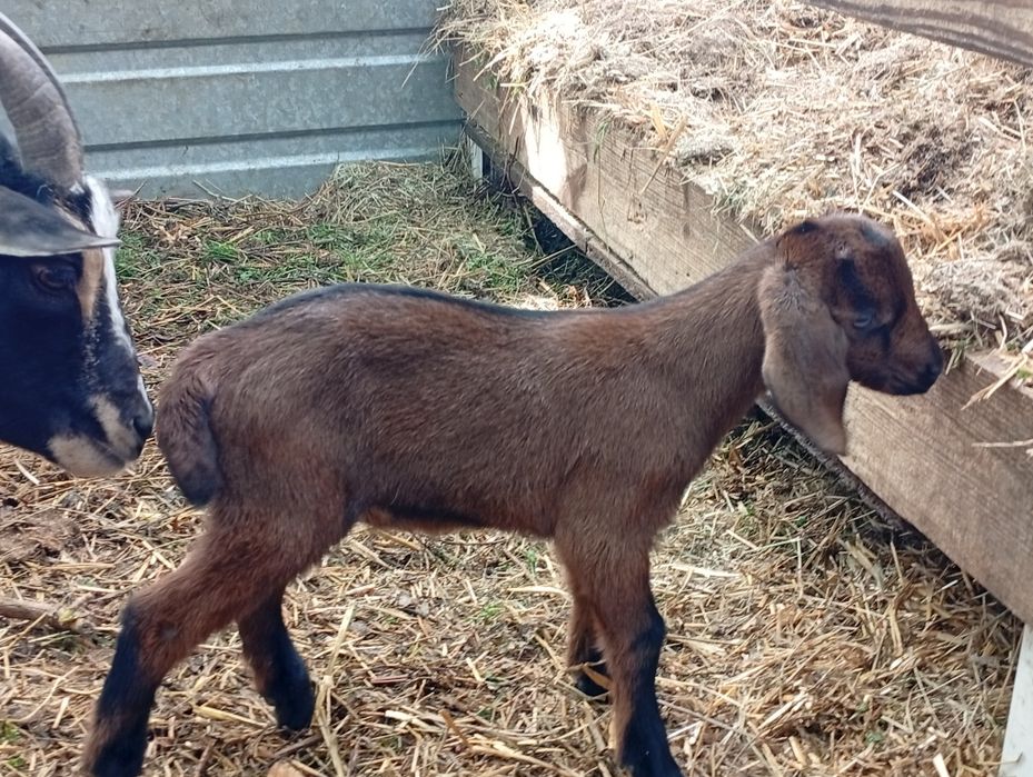 Альпо-нубійський козлик