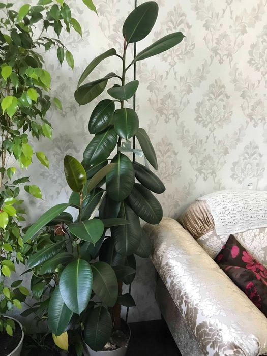 Фікуси рослина від 45-60 см