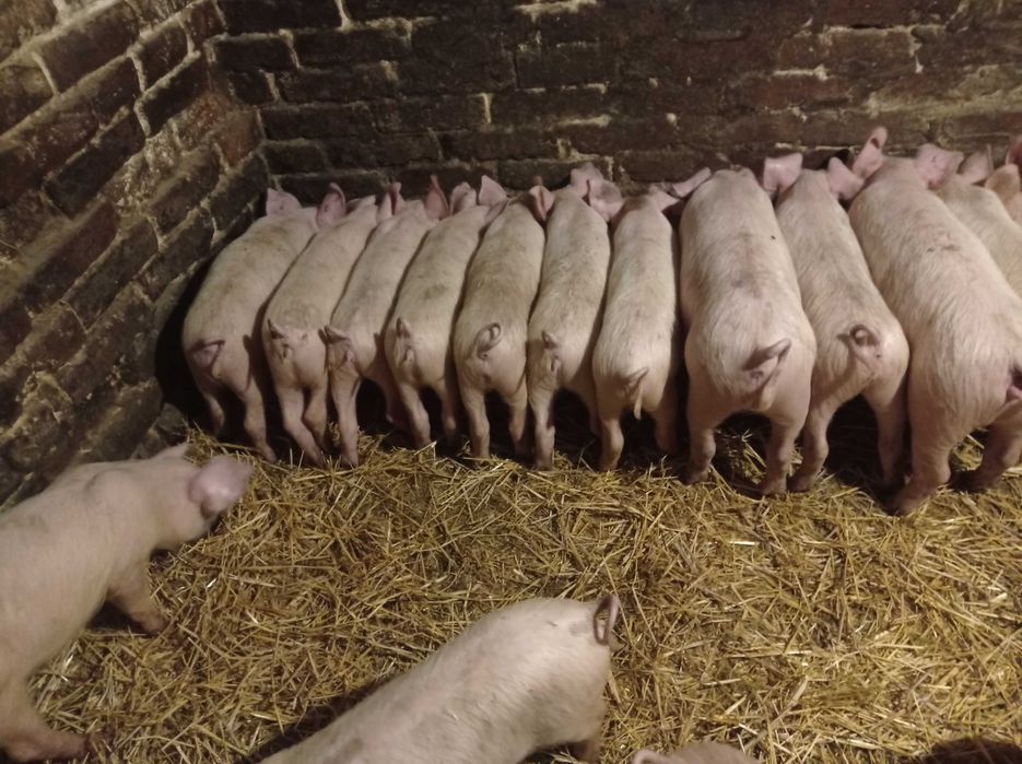Домашні поросята