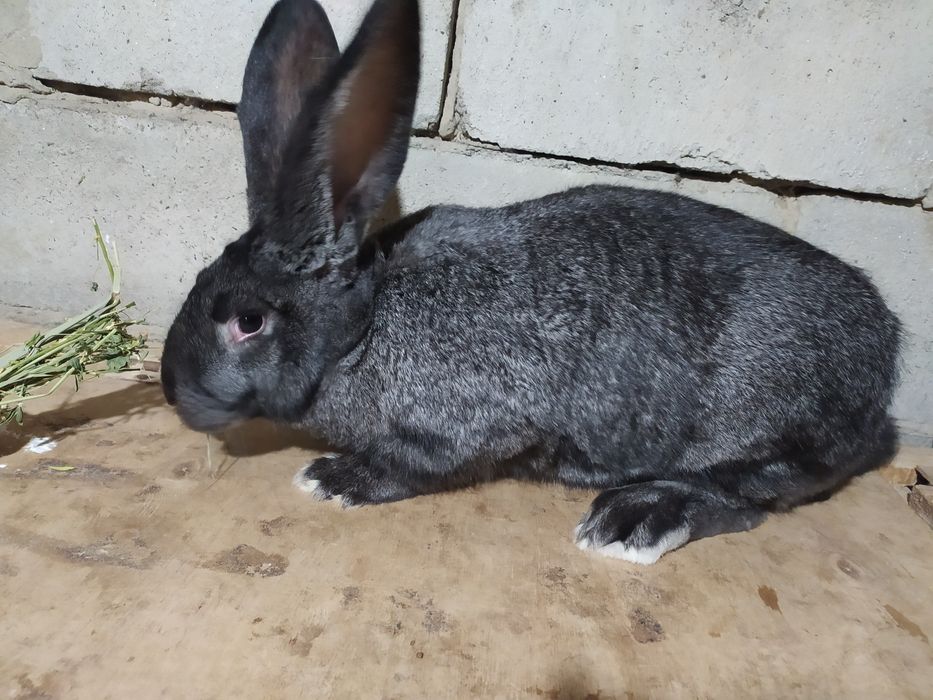 Кролики, крольчата на продажу