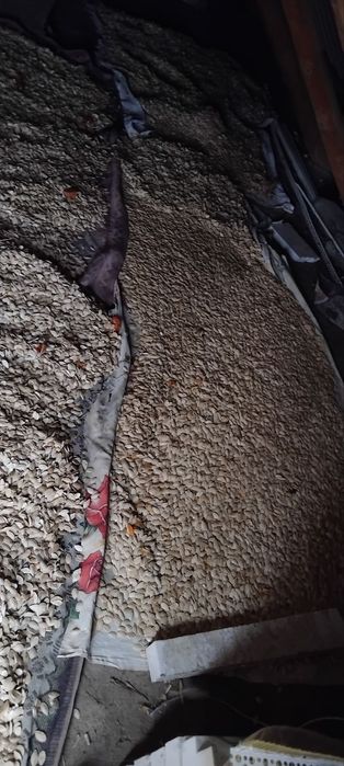 Тыква, гарбуз домашний