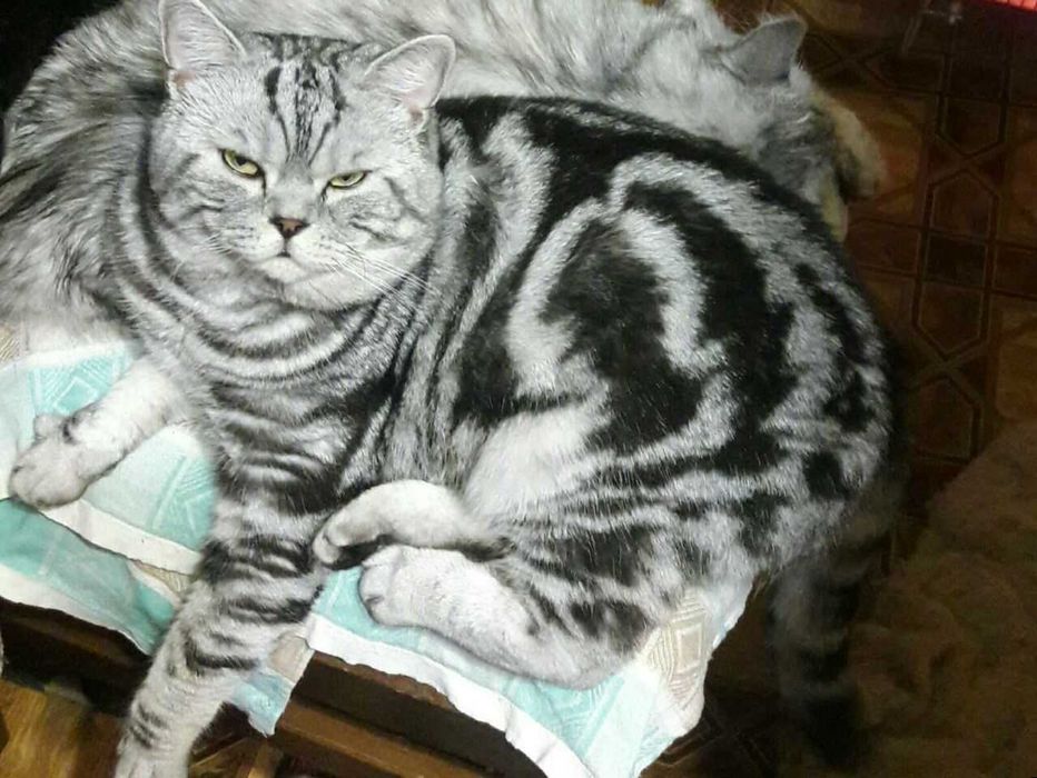 Вязка .Шотландский кот