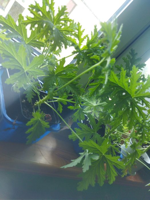 Anginka geranium młode sztuka