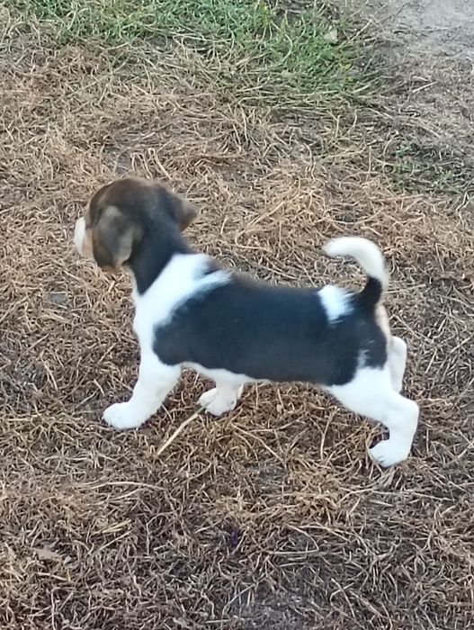 Śliczny piesek- Beagle