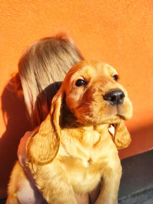 Cocker spaniel angielski chłopak