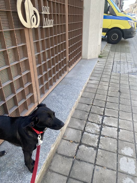 Cadela para adoção responsável