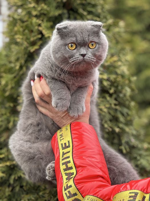 Шикарный котик в шубке голубой солид