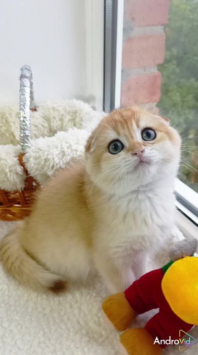 Гарненький висловухий котик золота шиншила