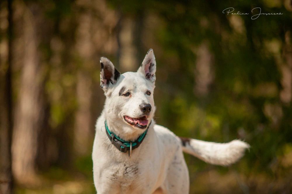 Nord - ten świetny pies czeka na Ciebie...