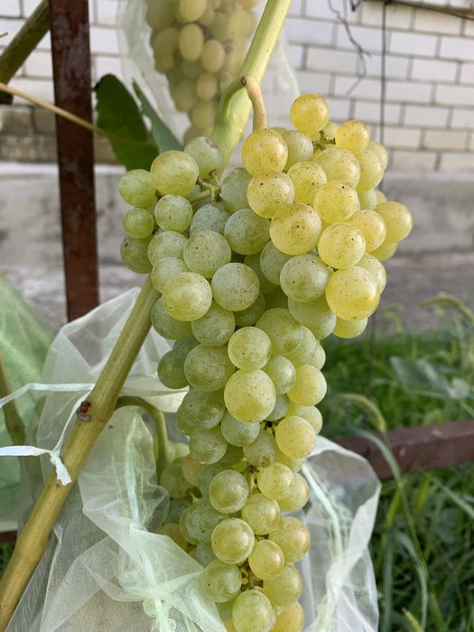 Саджанці винограду
