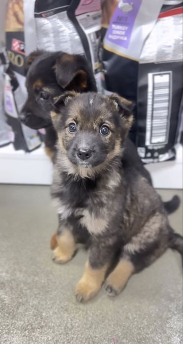 Метис німецької вівчарки 6 собаченят